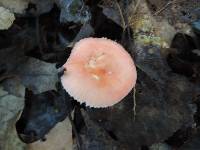 Russula pusilla image