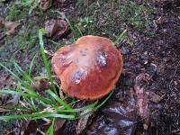 Boletus luridus image