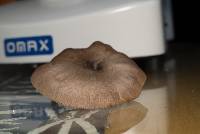 Pluteus americanus image