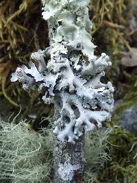Hypogymnia tubulosa image