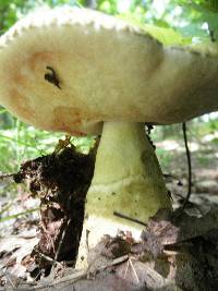 Gyroporus cyanescens image