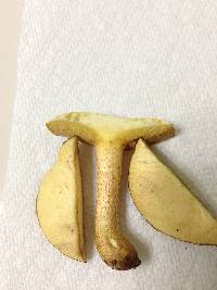 Suillus hirtellus image