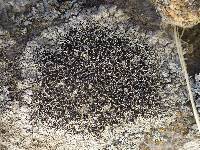 Lecanora campestris image