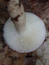 Russula silvicola image