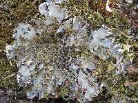 Peltigera horizontalis image