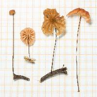 Marasmius brunneoaurantiacus image