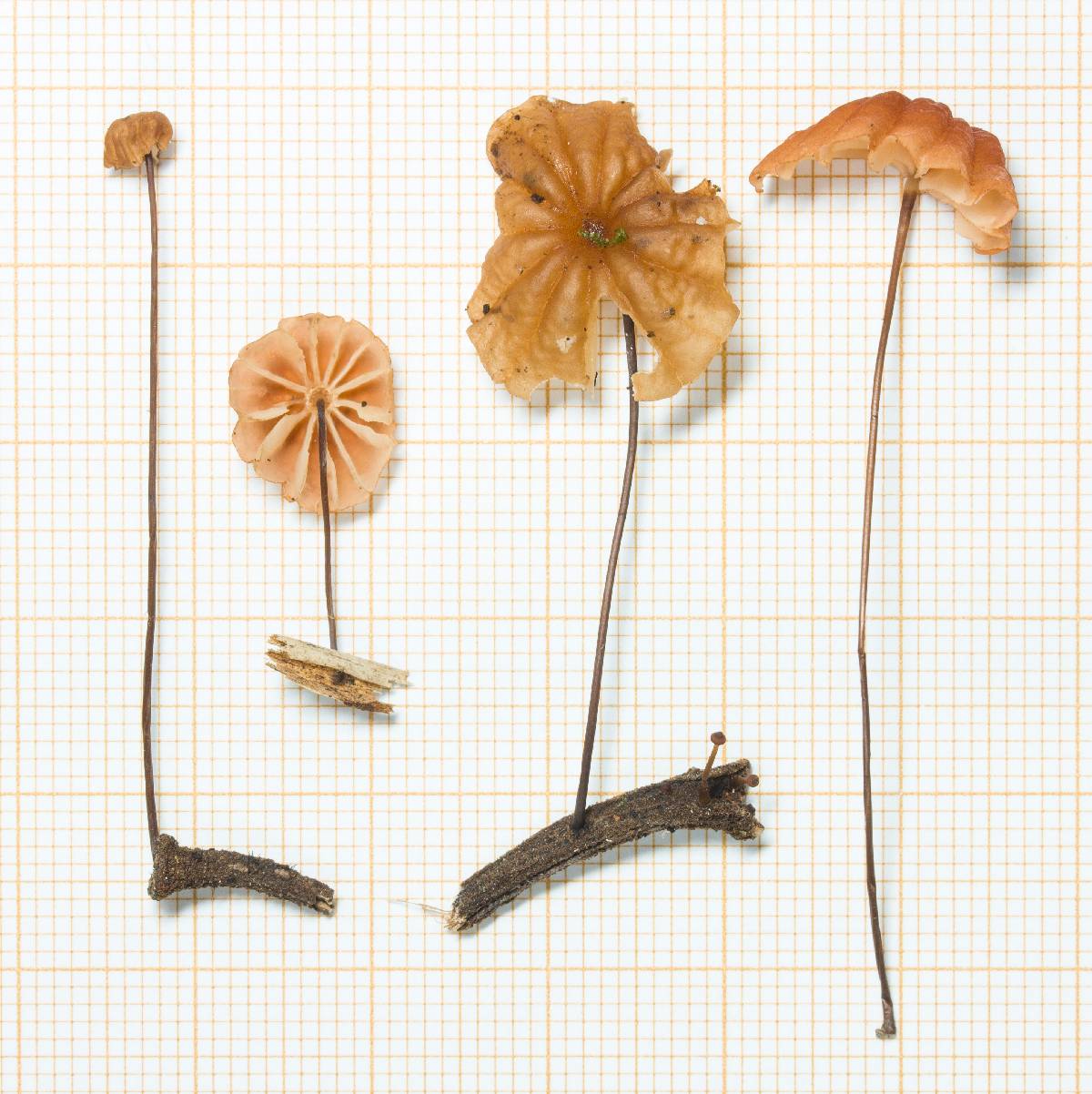 Marasmius brunneoaurantiacus image
