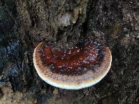 Ganoderma lobatum image