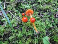 Hygrocybe psittacina var. perplexa image