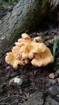 Cantharellus flavolateritius image