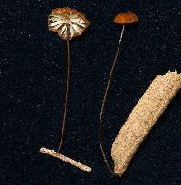 Marasmius brunneoaurantiacus image