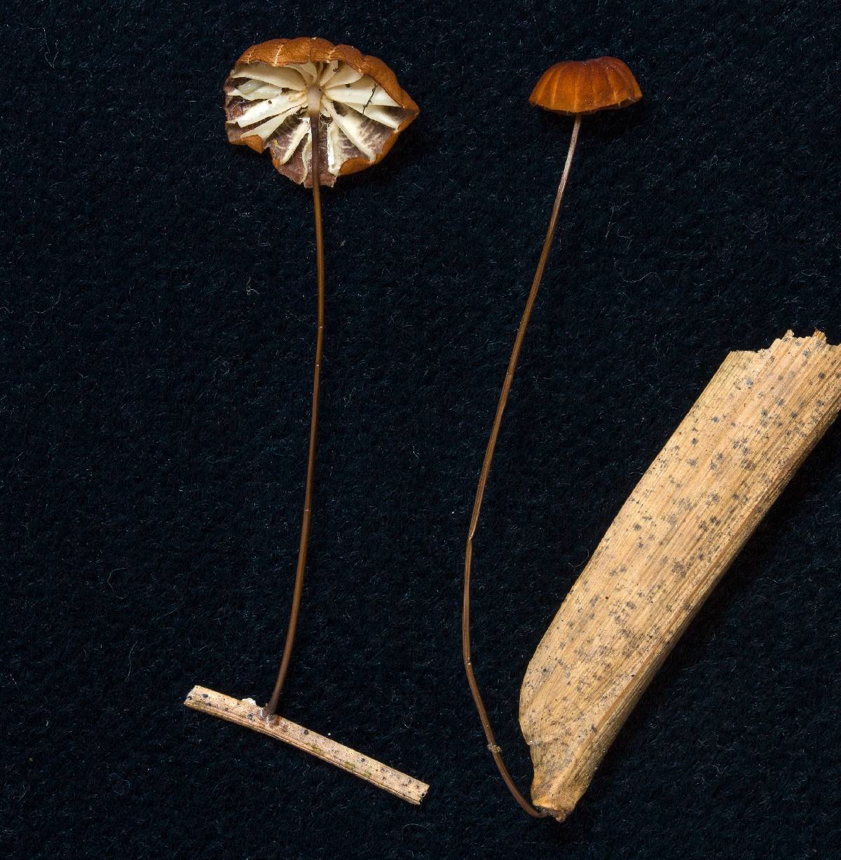 Marasmius brunneoaurantiacus image