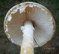 Amanita rhopalopus image