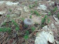 Entoloma violaceum image