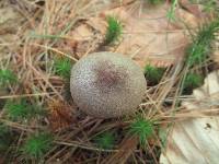 Entoloma violaceum image