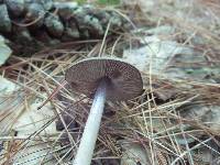 Entoloma violaceum image