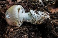 Amanita spreta image