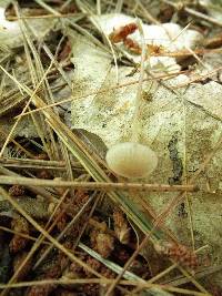 Mycena leptocephala image