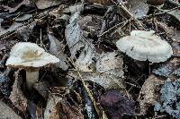 Clitocybe martiorum image