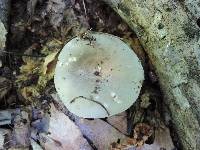 Russula modesta image