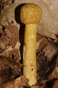 Hypomyces hyalinus image