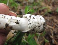 Amanita spreta image