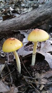 Amanita banningiana image