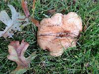 Lactarius psammicola image