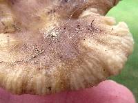 Russula pulverulenta image