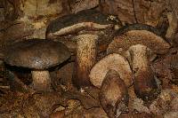 Tylopilus variobrunneus image