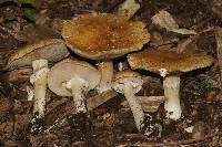 Stropharia hardii image