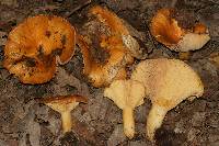 Lactarius croceus image