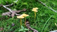 Mycena crocea image