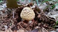 Amanita flavorubens image