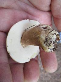 Gyroporus castaneus image