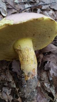 Boletus roseopurpureus image