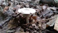 Agaricus leptocaulis image