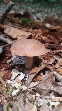 Lactarius imperceptus image