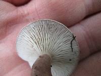 Lactarius mucidus image