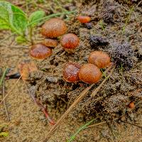 Psilocybe coprophila image