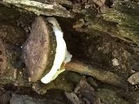 Ganoderma lobatum image