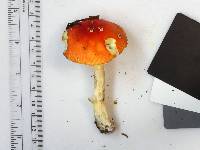 Amanita parcivolvata image