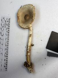 Amanita sect. Vaginatae image