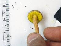 Aureoboletus auriporus image