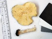 Echinoderma asperum image