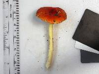 Amanita parcivolvata image