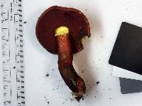 Boletus carminiporus image