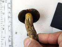 Boletus vermiculosoides image