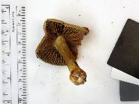 Cortinarius corrugatus image