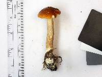 Leccinum longicurvipes image